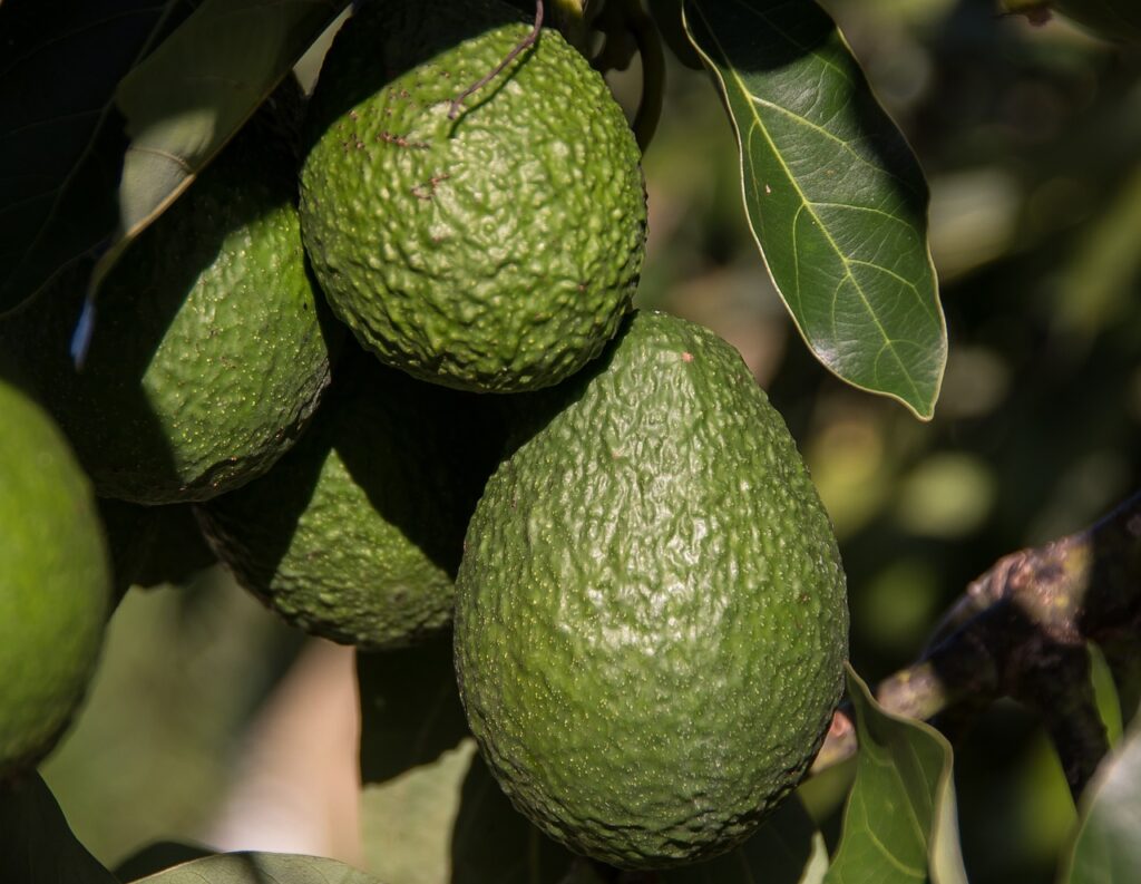 avocados, fruit, healthy, growth, organic, hass avocado, persea americana, avocados, avocados, avocados, avocados, avocados